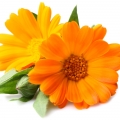 English Marigold